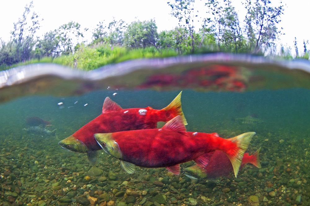 #710 Sockeye Salmon, Nushagak River, Bristol Bay, Alaska - Pat Clayton