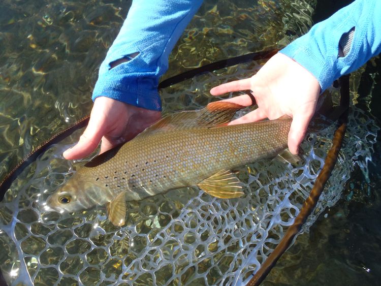 Michigan Artic Grayling Initiative