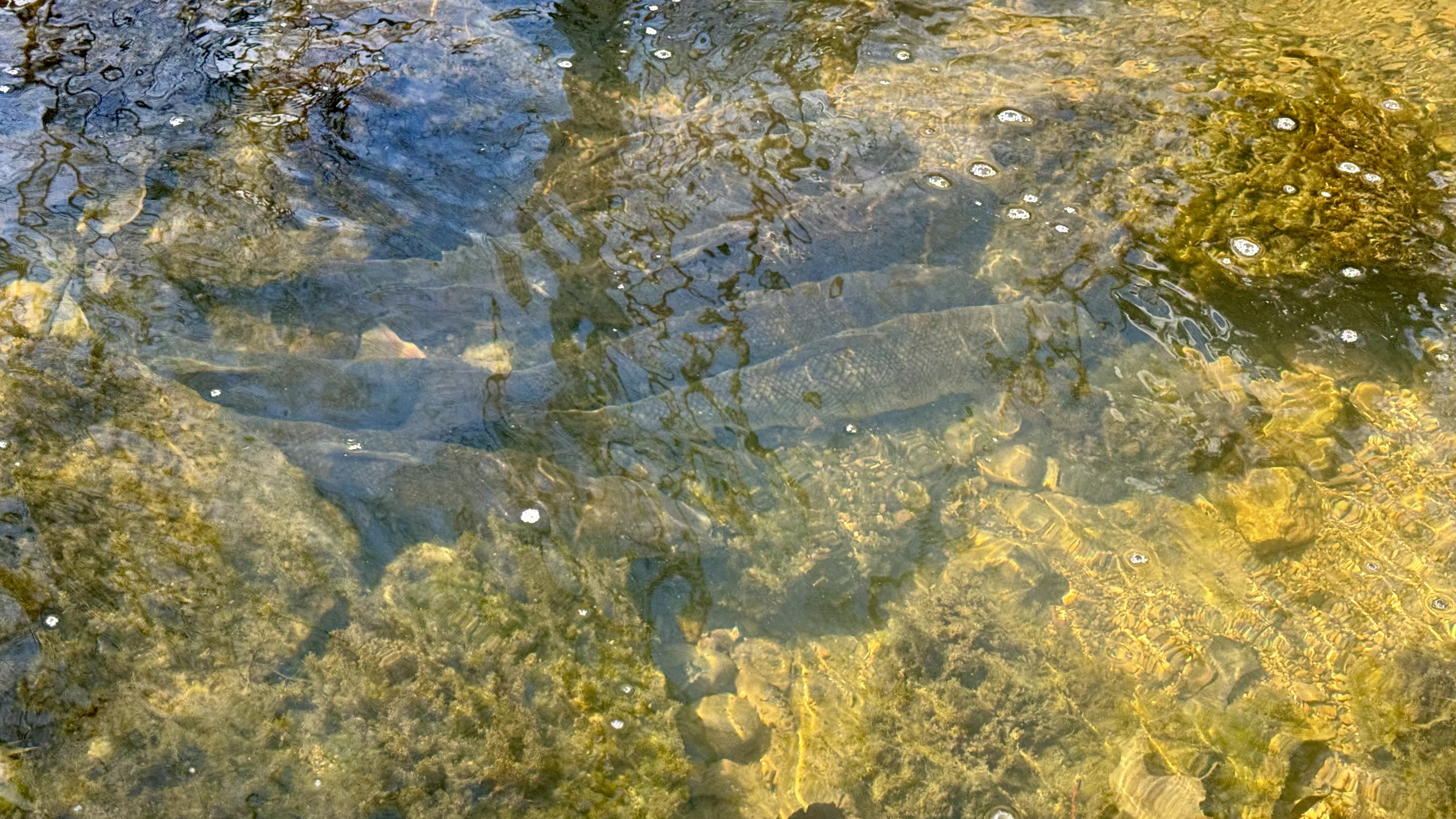 White Suckers in Millard Ravine