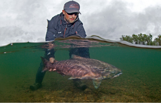 Photo: Pat Clayton.  An angler releases a beautiful Bristol Bay king salmon.